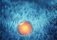 第一次试管婴儿不成功