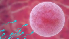 试管婴儿冻胚移植十四天血值60